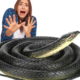 Post Thumbnail